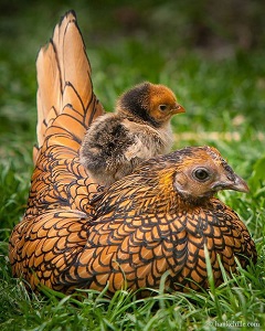 Golden Sebright Hen