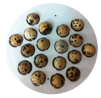 شانه بلدرچین - ماشین جوجه کشی 10 تایی