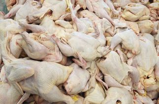 ماشین جوجه درآوری - ذخیره سازی 110 هزار تن گوشت مازاد