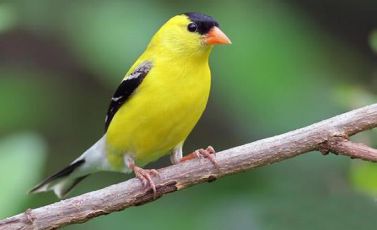 ماشین جوجه درآوری - سهره آمریکایی