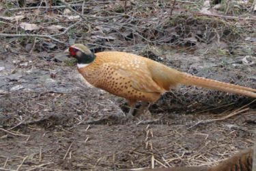 قرقاول نژاد آمریکایی طلایی American golden pheasant