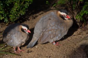 عکس کبک نژاد عربی Arabian Partridge