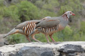 عکس کبک نژاد بارباری Barbary Partridge