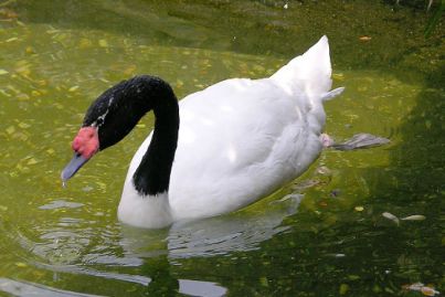 تصویر قوی گردن مشکی در حال شنا - Black-necked-swan-Cygnus-melancoryphus