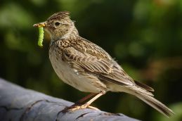 چکاوک در حال شکار طعمه