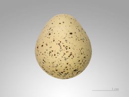 تخم پرنده سلیم
