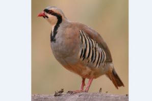 عکس کبک نژاد چوکار Chukar Partridge