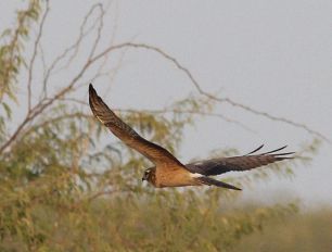 پرواز دیدنی سنقر