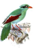 زاغی سبز بورنئو