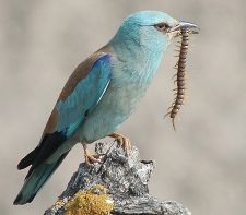 سبزقبا طعمه به دهان
