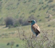 سبزقبای زیبا