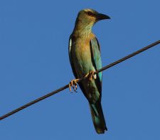 عکس جالبی از سبزقبا