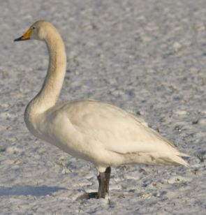 تصویری از قوی فریادکش - Cygnus cygnus
