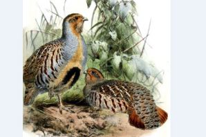 عکس کبک نژاد دائوریان Daurian Partridge