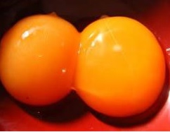 تخم نطفه دار - تخم مرغ دو زرده