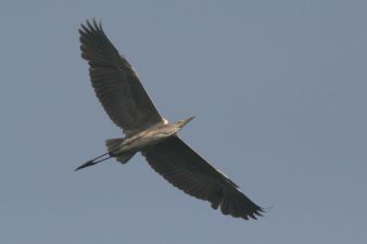 تصویری زیبا از حواصیل