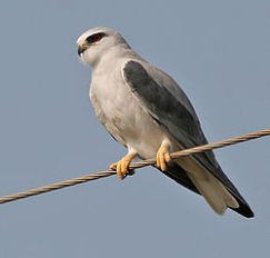 کورکور الانینا