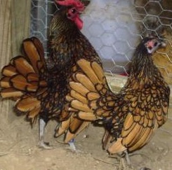 دستگاه جوجه کشی - مرغ و خروس مینیاتوری طلایی