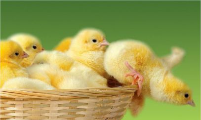 دستگاه جوجه کشی - بهداشت جوجه ی یکروزه
