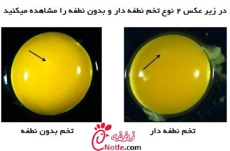 عکس تخم نطفه دار و بدون نطفه - نطفه دات کام