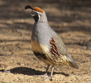 عکس بلدرچین نژاد گامبل