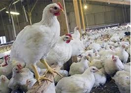 تخم نطفه دار - ضرر مرغداران گلستانی از کاهش تقاضای مرغ و قطع صادارت