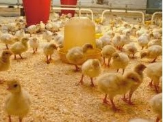 دستگاه جوجه کشی - کاهش شدید جوجه ریزی در استان گلستان