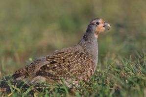 عکس کبک نژاد گری Grey Partridge