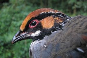 عکس کبک نژاد هیل Hill Partridge