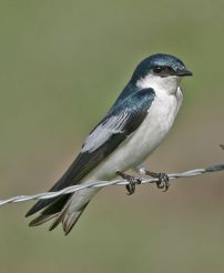 یکی از سرده های پرستو