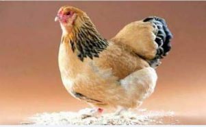 دستگاه جوجه کشی - کاهش هزینه‌ و بیماری‌های مرغ با تولید یکپارچه