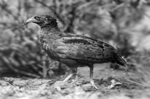 عکس کبک نژاد لانگ بیلد Long billed Partridge