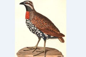 عکس کبک نژاد ماداگاسکار Madagaskar Partridge