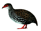 عکس کبک نژاد ناهانس Nahans Partridge
