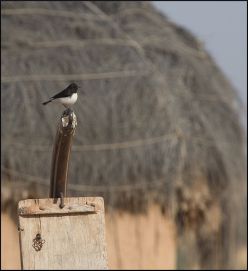 عکسی جالب از چکچک