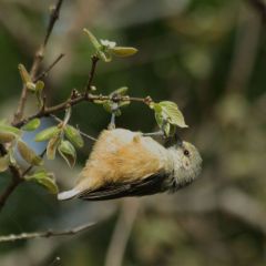 عکس جالبی از چرخ ریسک