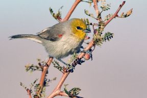 چرخ ریسک زیبا در طبیعت