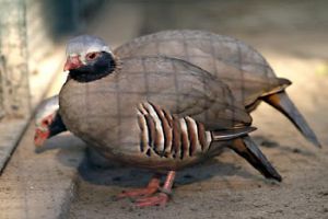 عکس کبک نژاد فیلبی Philby Partridge