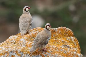عکس کبک نژاد پروالسکی Przevalski‘s Partridge