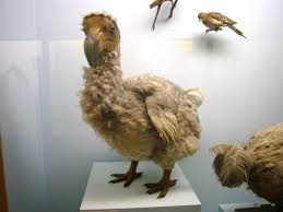 دودو در موزه