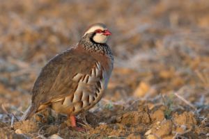 عکس کبک نژاد رد لگ - پا قرمز Red legged Partridge