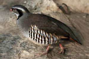 عکس کبک نژاد راک Rock Partridge