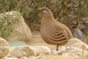 عکس کبک نژاد ساند Sand Partridge