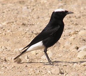 عکس پرنده چک