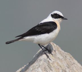 پرنده چک بر روی صخره