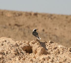 پرنده چک در مناطق گرم و خشک