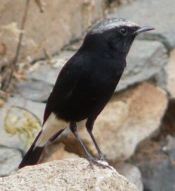 عکس پرنده چکچک