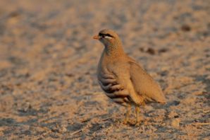 عکس کبک نژاد سی سی See See Partridge
