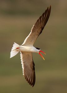 آب شکاف هندی
