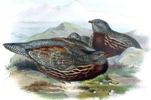 عکس کبک نژاد اسنو Snow Partridge